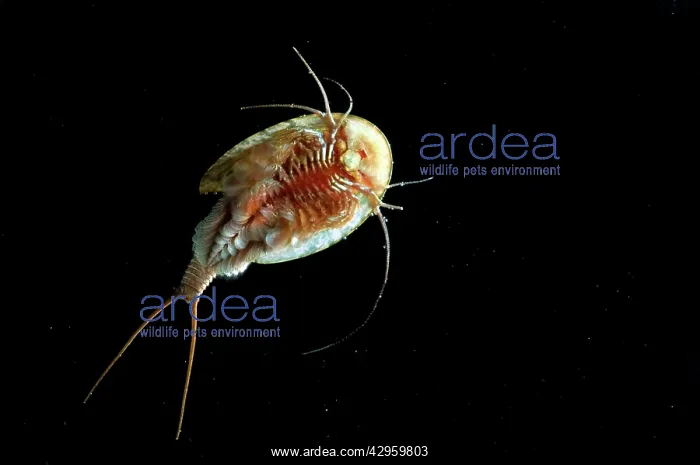 : Tadpole Shrimp - ventral view - living fossil is : Tadpole Shrimp - ventral view - living fossil is