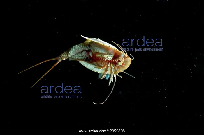 : Tadpole Shrimp - ventral view - living fossil is : Tadpole Shrimp - ventral view - living fossil is