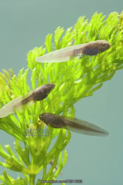 : Tadpoles of common frog - 4 weeks old, 1 x at 35mm : Tadpoles of common frog - 4 weeks old, 1 x at 35mm