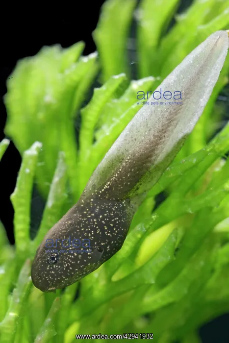 : Tadpoles of common frog - 4 weeks old, 2 x at 35mm : Tadpoles of common frog - 4 weeks old, 2 x at 35mm