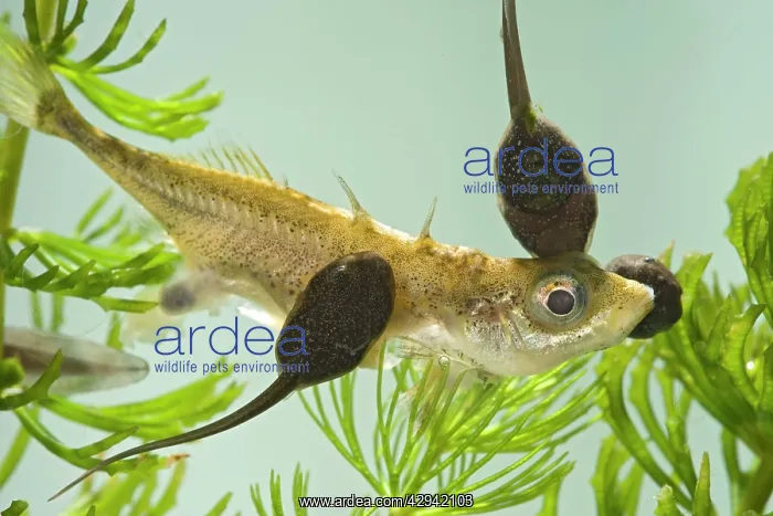 : Tadpoles - common frog - feeding on stickleback : Tadpoles - common frog - feeding on stickleback