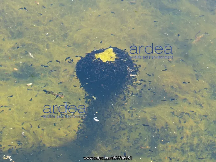 : Tadpoles, of the common frog, a swarm feeding on vegetation in a lake : Tadpoles, of the common frog, a swarm feeding on vegetation in a lake