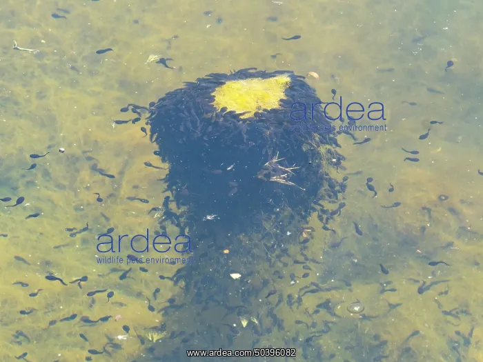 : Tadpoles, of the common frog, a swarm feeding on vegetation in a lake : Tadpoles, of the common frog, a swarm feeding on vegetation in a lake