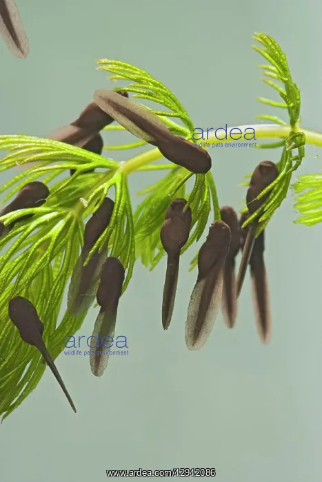 : Tadpoles - common toad - 1 week -1x -green background : Tadpoles - common toad - 1 week -1x -green background