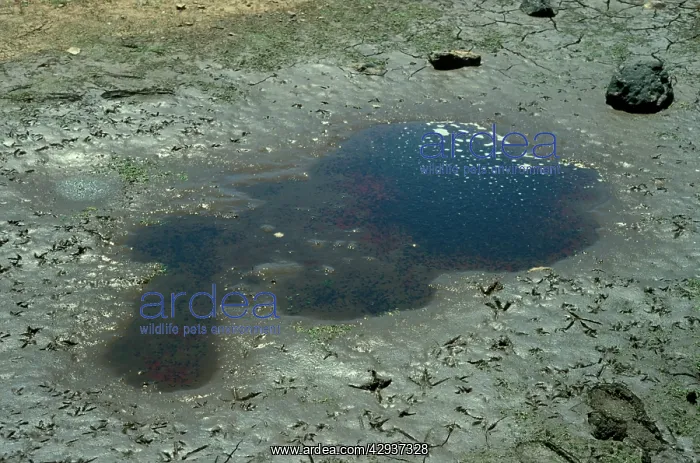 : Tadpoles of unknown species stranded in drying : Tadpoles of unknown species stranded in drying
