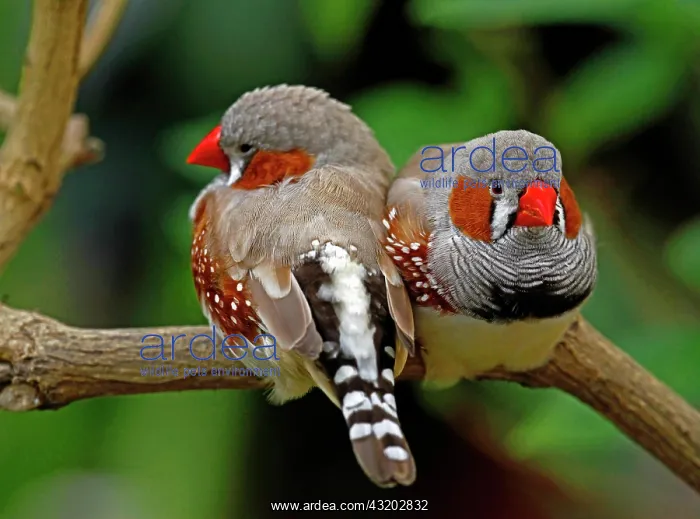 : Taeniopygia guttata : Taeniopygia guttata
