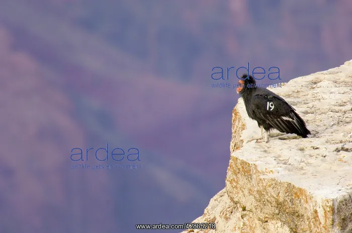 : Tagged California Condor - Perched on rocky cliff : Tagged California Condor - Perched on rocky cliff