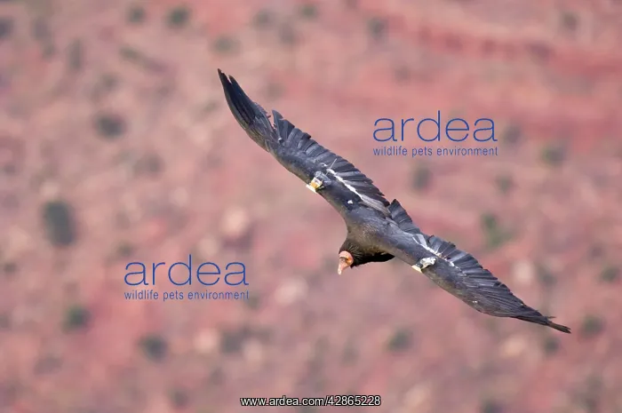 : Tagged California Condor - Soaring : Tagged California Condor - Soaring