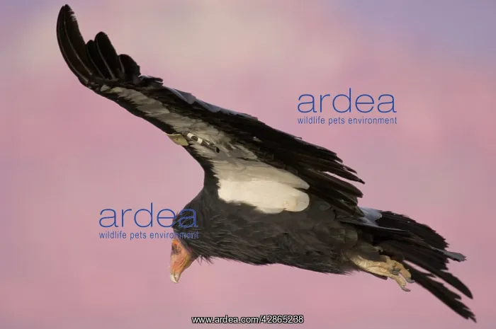 : Tagged California Condor - Soaring : Tagged California Condor - Soaring