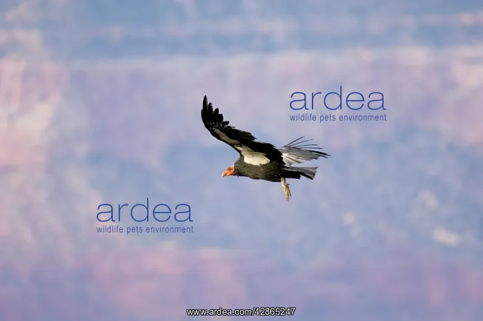 : Tagged California Condor - Soaring : Tagged California Condor - Soaring