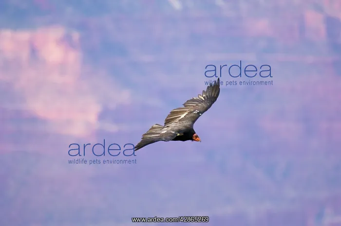  : Tagged California Condor - Soaring