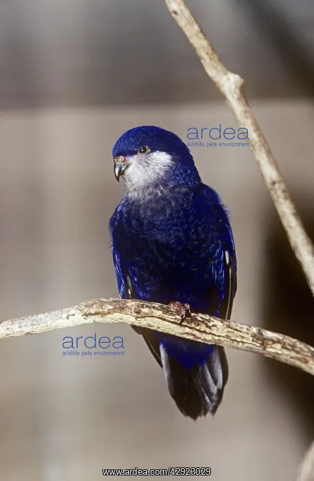 : TAHITIAN BLUE LORY : TAHITIAN BLUE LORY