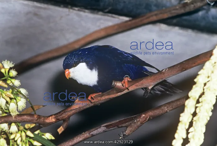 : Tahitian Blue Lory : Tahitian Blue Lory