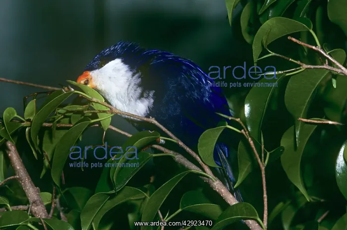 : TAHITIAN BLUE LORY - PECKS LEAF : TAHITIAN BLUE LORY - PECKS LEAF