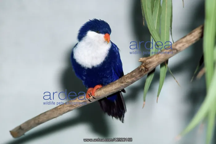 : TAHITIAN BLUE LORY - ON PERCH : TAHITIAN BLUE LORY - ON PERCH