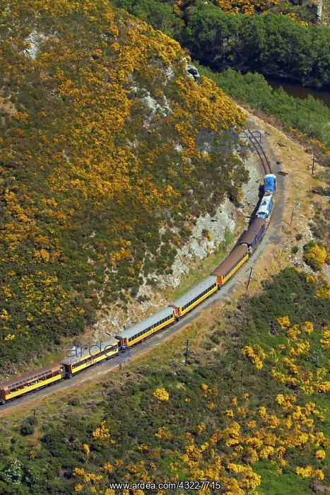 : Taieri Gorge Train and gorse in flower near : Taieri Gorge Train and gorse in flower near