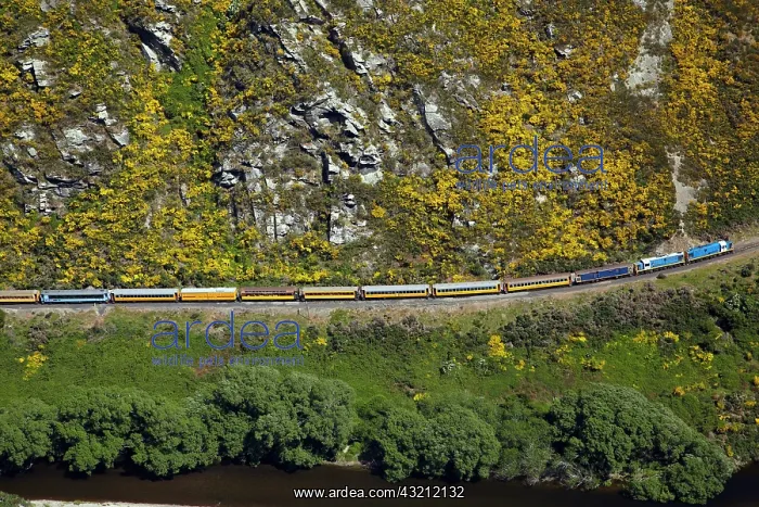 : Taieri Gorge Train, gorse in flower, Taieri : Taieri Gorge Train, gorse in flower, Taieri