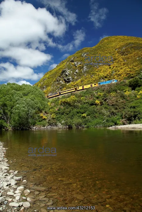 : Taieri Gorge Train, gorse in flower, Taieri : Taieri Gorge Train, gorse in flower, Taieri