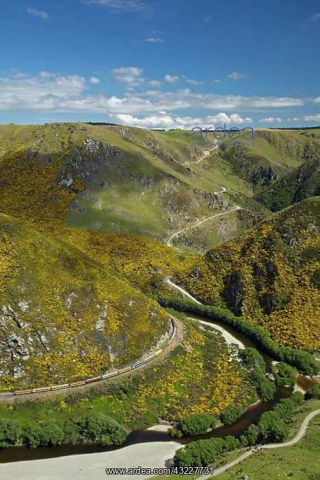 : Taieri Gorge Train, gorse in flower, Taieri : Taieri Gorge Train, gorse in flower, Taieri