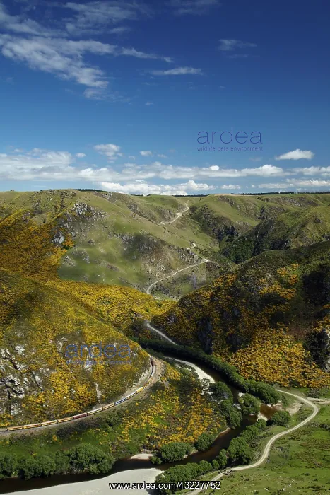 : Taieri Gorge Train, gorse in flower, Taieri : Taieri Gorge Train, gorse in flower, Taieri