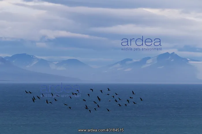 : Taiga Bean Geese : Taiga Bean Geese
