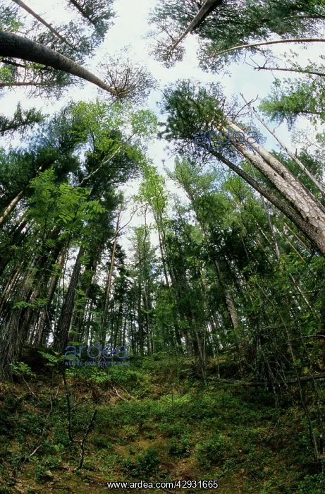 : Taiga-forest canopy, mostly of pine trees : Taiga-forest canopy, mostly of pine trees