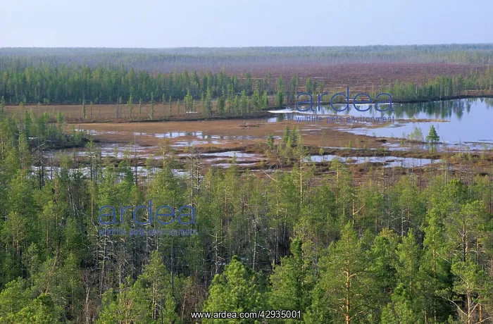 : Taiga-forest and marshes near river Taz : Taiga-forest and marshes near river Taz
