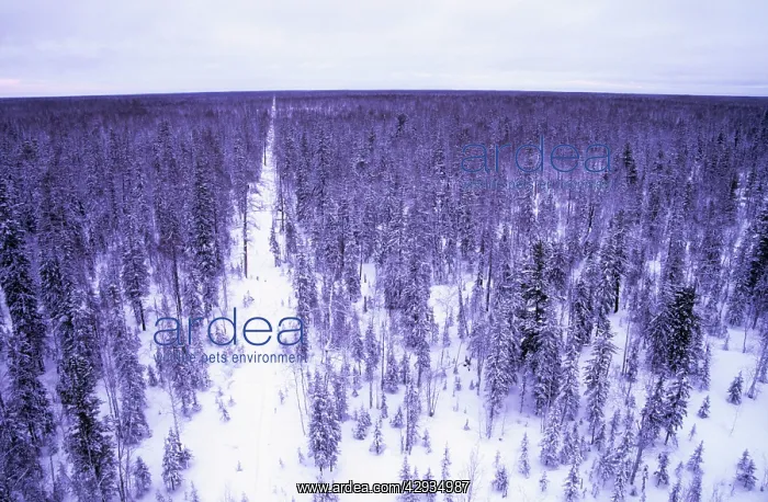 : Taiga forest in winter - Old oil search cutting : Taiga forest in winter - Old oil search cutting