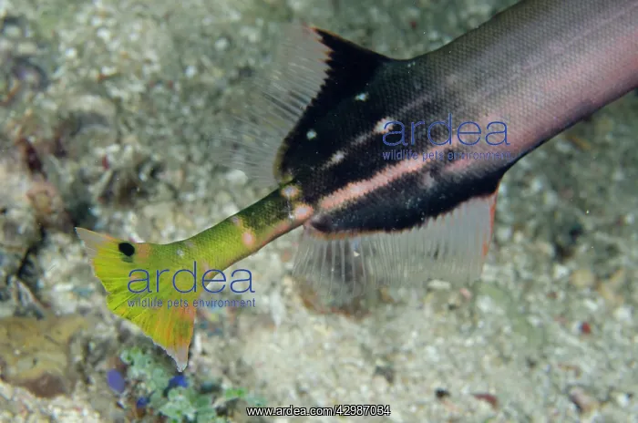  : Tail of Chinese Trumpetfish - Sampiri 2 dive