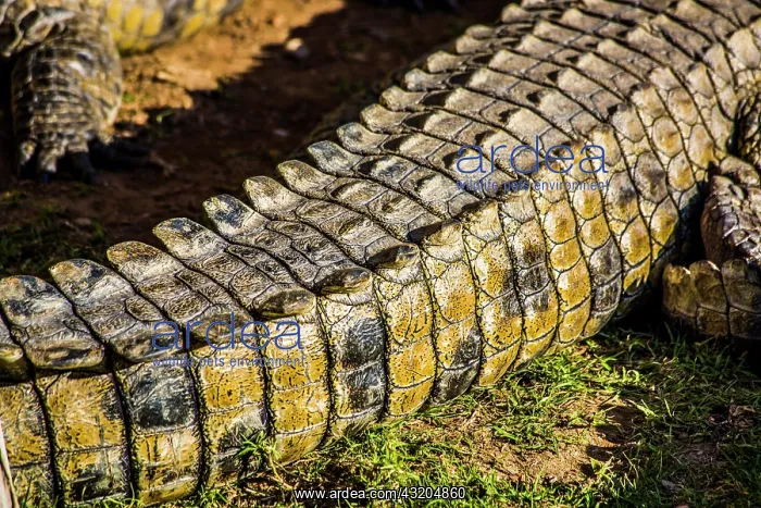 : Tail of a crocodile (Crocodylia), Cango Wildlife : Tail of a crocodile (Crocodylia), Cango Wildlife