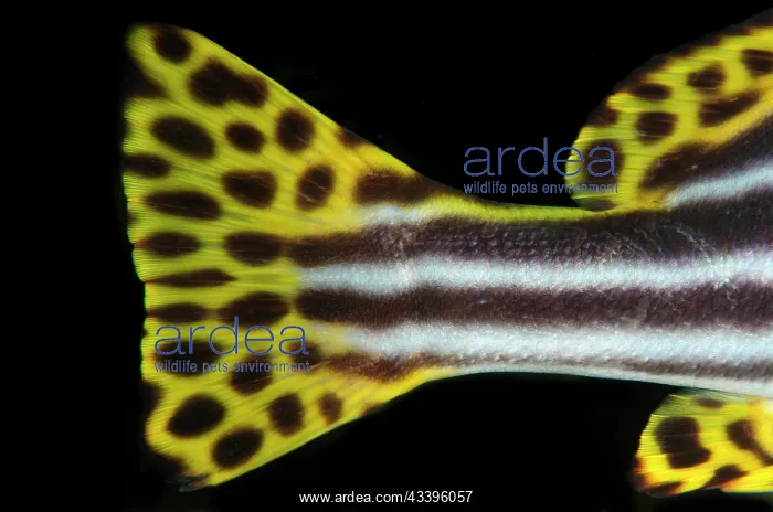 : Tail of Diagonal-banded Sweetlips : Tail of Diagonal-banded Sweetlips