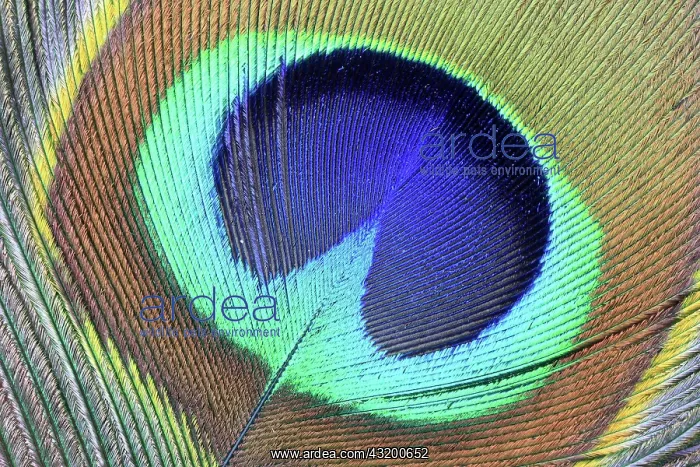 : Tail feather of a peacock, peacock feather detail : Tail feather of a peacock, peacock feather detail