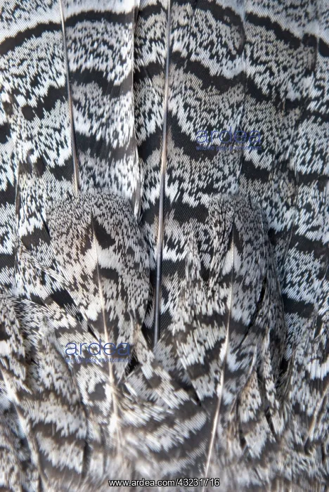 : Tail feathers of a ruffed grouse, Bonasa : Tail feathers of a ruffed grouse, Bonasa