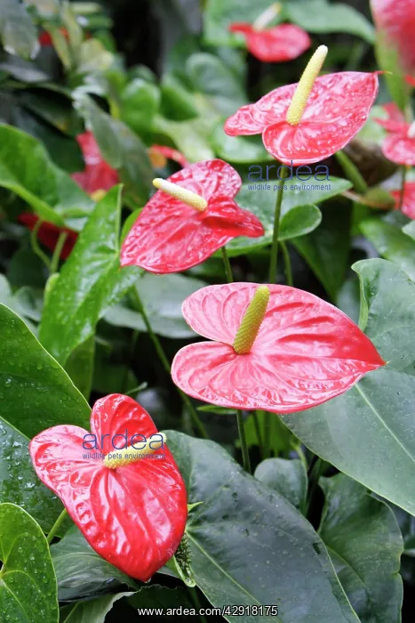 : Tail Flower - plant in full flower : Tail Flower - plant in full flower