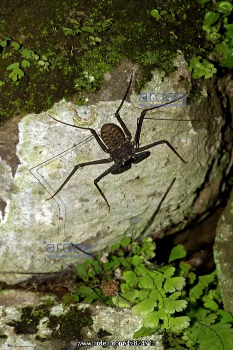 : Tail-less whip scorpion - Amblypygid : Tail-less whip scorpion - Amblypygid