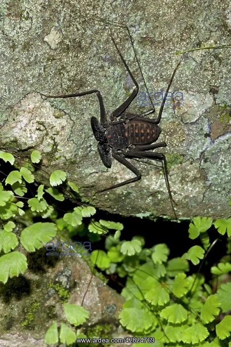 : Tail-less whip Scorpion - Amblypygid : Tail-less whip Scorpion - Amblypygid