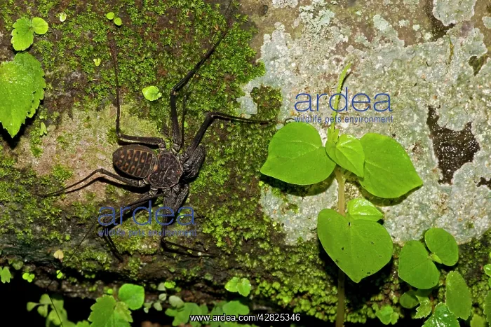 : Tail-less Whip Scorpion - Amblypygid : Tail-less Whip Scorpion - Amblypygid