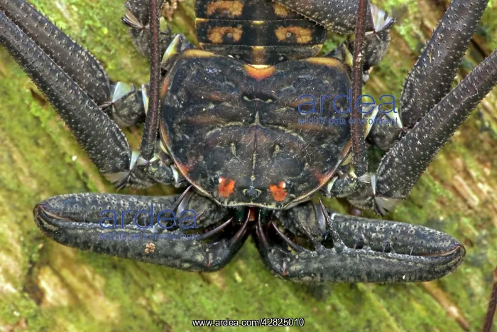 : Tail-less whip scorpion - Amblypygid - tropical dry forest : Tail-less whip scorpion - Amblypygid - tropical dry forest