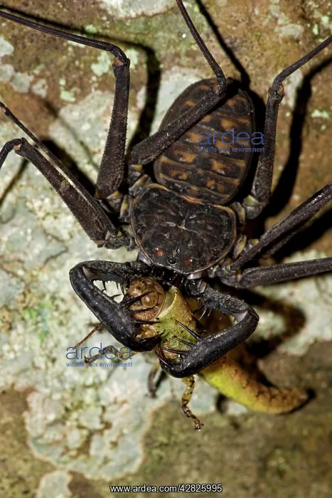 : Tail-less Whip Scorpion - feeding on grasshopper : Tail-less Whip Scorpion - feeding on grasshopper