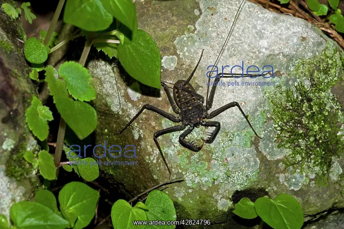 : Tail-less whip scorpiona - Amblypygid : Tail-less whip scorpiona - Amblypygid