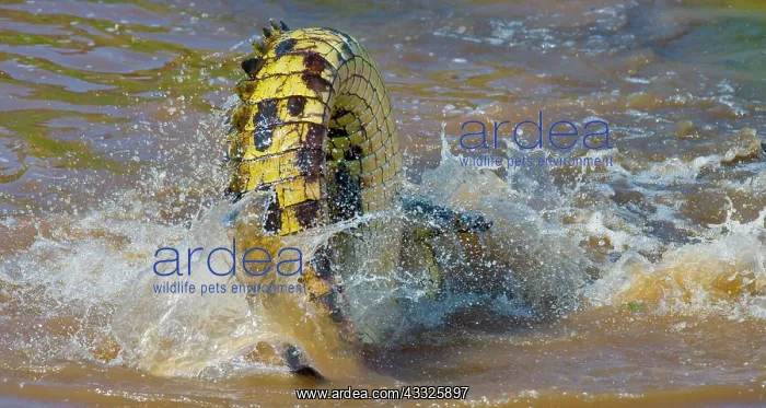 : Tail of the Nile crocodile (Crocodylus niloticus : Tail of the Nile crocodile (Crocodylus niloticus