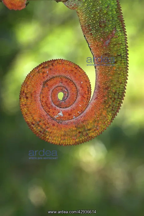 : Tail of Panther Chameleon : Tail of Panther Chameleon