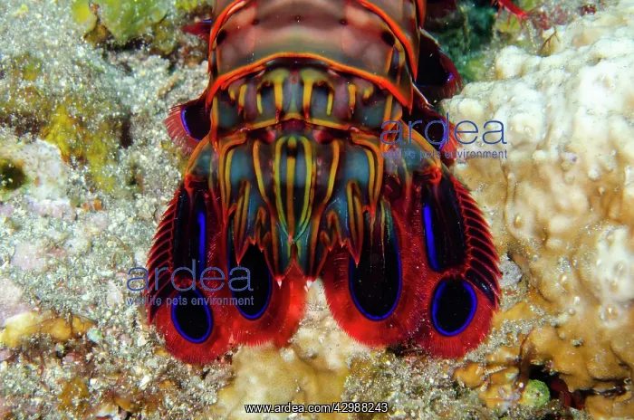 : Tail of Peacock Mantis - Emerald dive site, Seraya : Tail of Peacock Mantis - Emerald dive site, Seraya