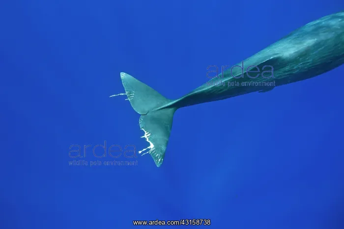 : Tail of a sperm whale probably injured by pilot : Tail of a sperm whale probably injured by pilot