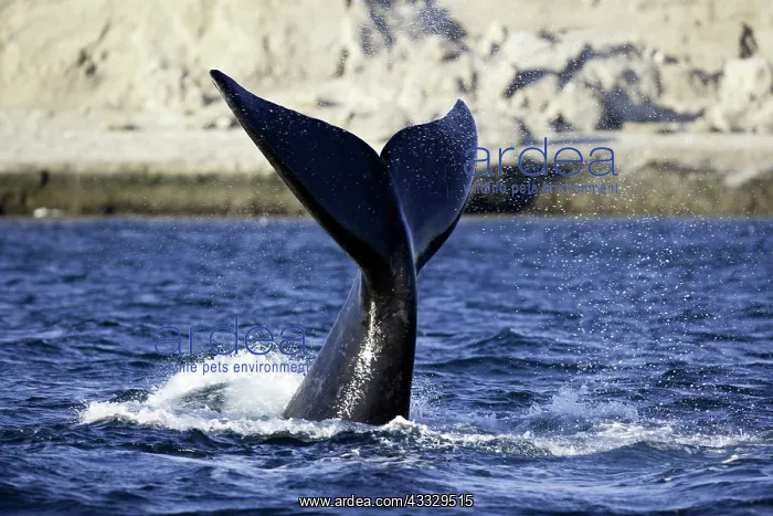 : Tail Splashing Southern right whale, Eubalaena australis : Tail Splashing Southern right whale, Eubalaena australis