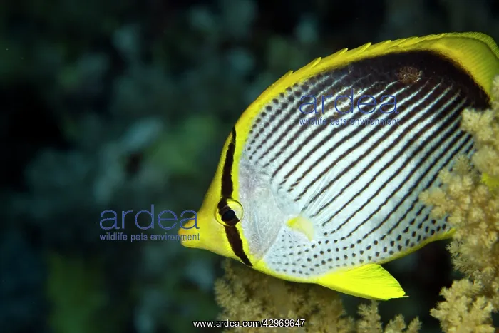 : Tail-spot Butterflyfish : Tail-spot Butterflyfish