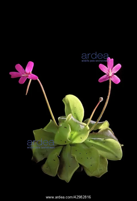  : Tailed Butterwort - Its leaves catches a lot of midges