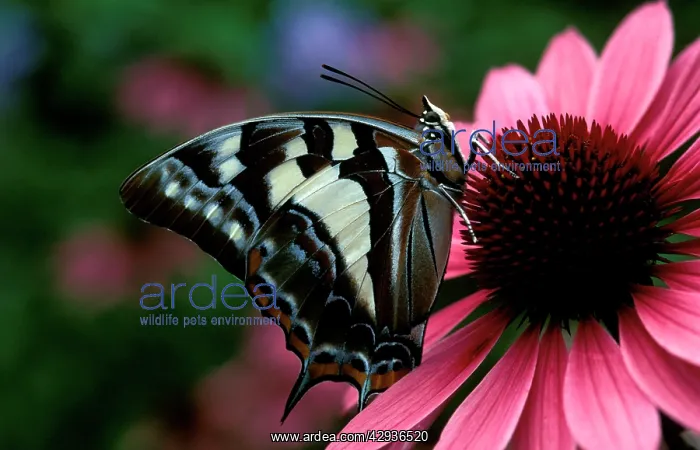 : Tailed emperor butterfly on Purple coneflower (Echinacea : Tailed emperor butterfly on Purple coneflower (Echinacea