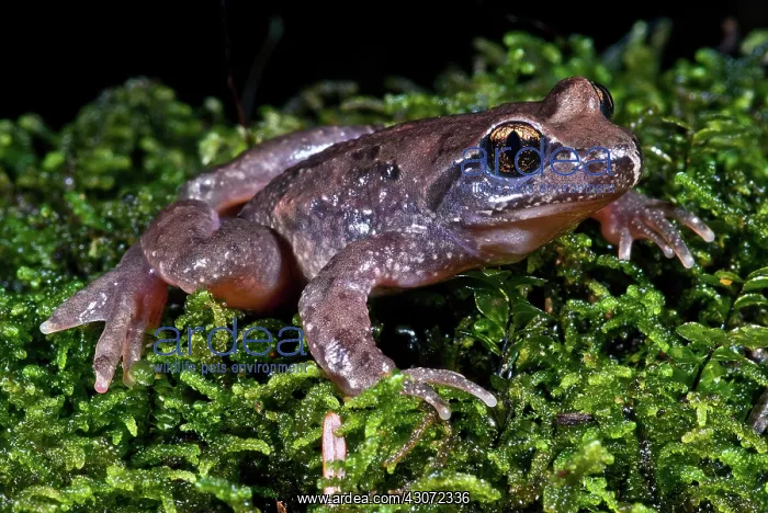 : Tailed Frog : Tailed Frog
