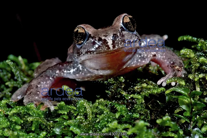  : Tailed Frog